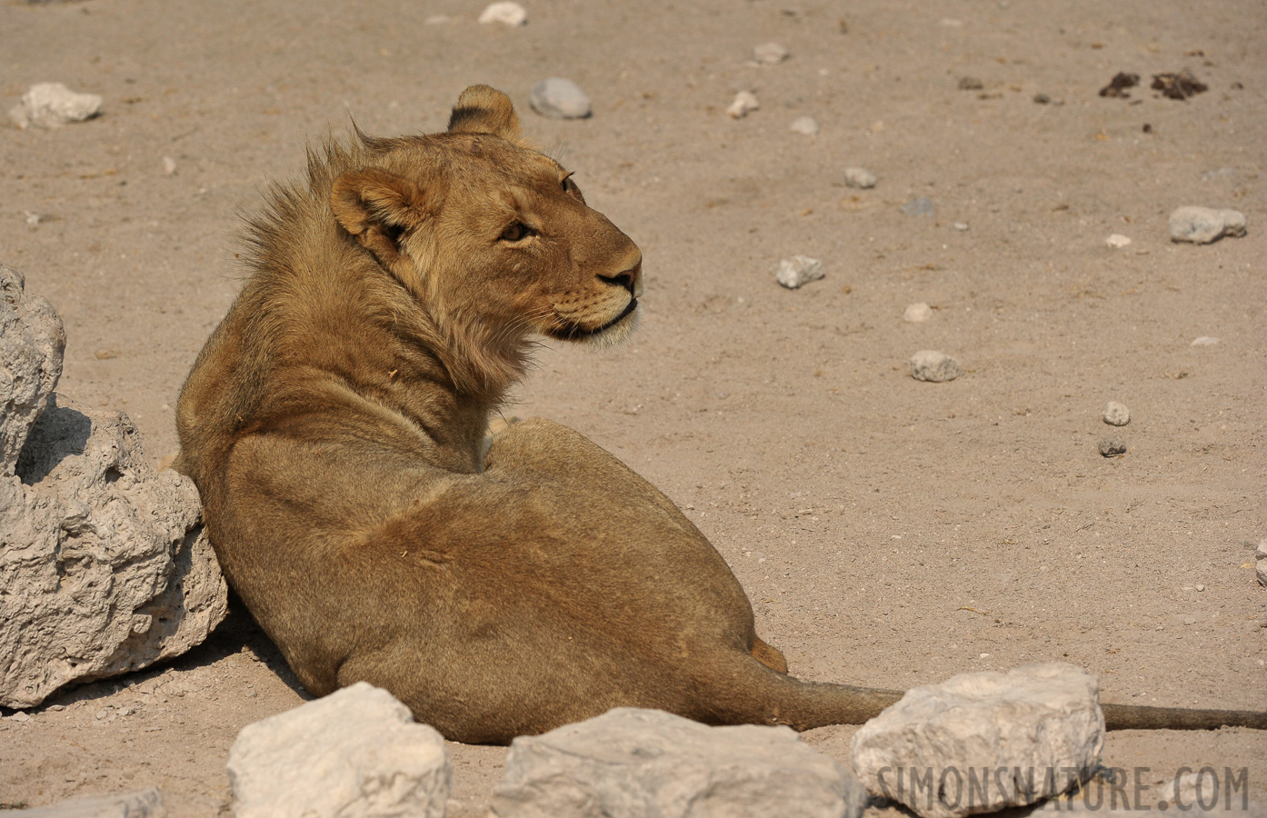 Panthera leo melanochaita [250 mm, 1/4000 Sek. bei f / 8.0, ISO 800]